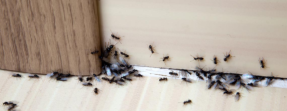 PEST CONTROL & PROOFING PEST CONTROL & PROOFING